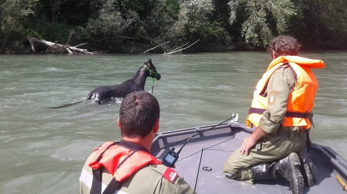 Ein Pferd war auf Höhe Michaelerberg in die Enns gestürzt und abgetrieben. Darauf hin wurde die FF Stein/Enns alarmiert. Diese alarmierte umgehend die FF Niederöblarn mit Boot. Gerade als das Boot gewassert wurde, schwamm das Pferd an der Rampe in Niederöblarn vorbei. Kurz darauf konnte das Pferd an einer Sandbank in der Nähe der Ennsbrücke Espang gesichert werden. Unter Mithilfe der Besitzer und eines Tierarztes konnte das Pferd sicher ans Ufer gebracht werden. Klicken Sie sich durch die Bilder!
