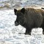 Ein Wildschwein im Schnee | Die Abschusszahl beim Schwarzwild hat sich in Feldkirchen verdoppelt 