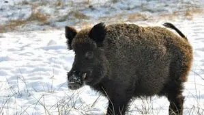 Ein Wildschwein im Schnee | Die Abschusszahl beim Schwarzwild hat sich in Feldkirchen verdoppelt 