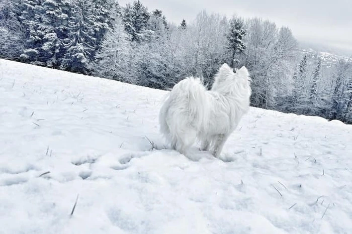 Wenn man die Augen etwas zudrückt, könnte man glauben, es ist ein Polarfuchs.
