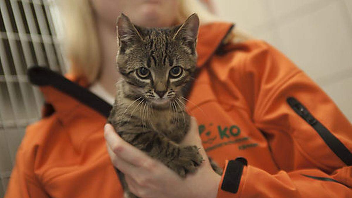 Dieses Katzenbaby wurde einfach in den Müll geworfen