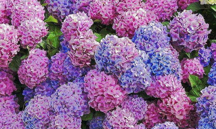 Farb- und Blütenpracht: Hortensien