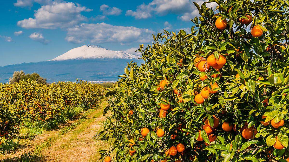 Auch in Sizilien fehlen auf den Obstplantagen Arbeitskräfte