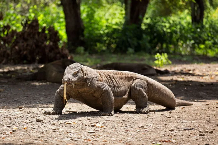 Die Komodowarane haben den Ruf, ziemlich aggressiv zu sein. Angriffe auf Menschen sind jedoch selten. Derzeit kommen pro Monat etwa 10.000 Besucher auf die Insel. Duch die Schließung sollen die seltenen Tiere geschützt und neue Bäume angepflanzt werden.
