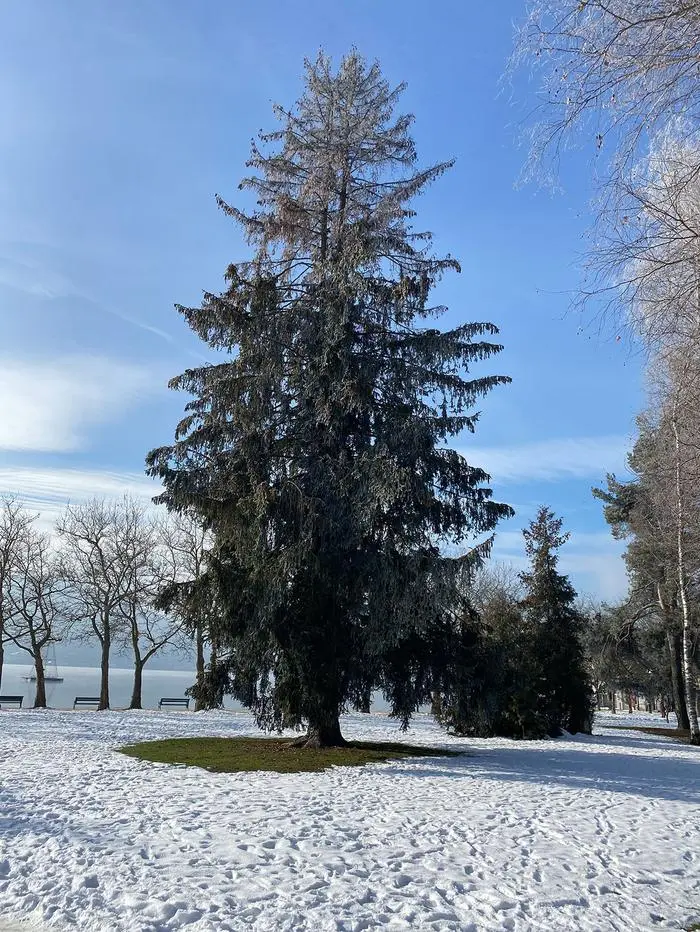 Diese ortsbildprägende Fichte am Friedelstrand muss entfernt werden