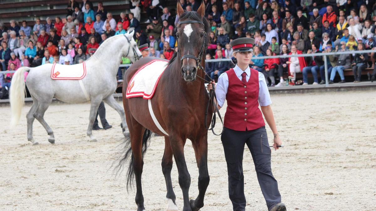 Das Fest der Lipizzaner am 21. September muss abgesagt werden