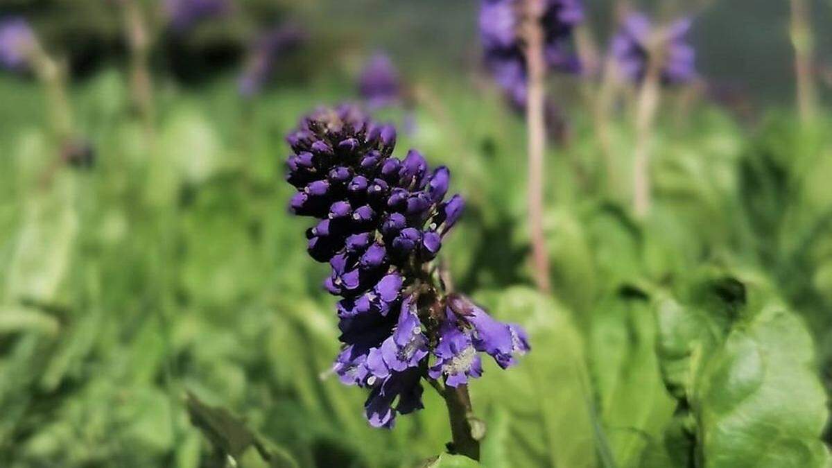 Nach der Kärntner Landesblume ist eine Wurst, Schokolade, ein Chor und sogar ein Kino benannt