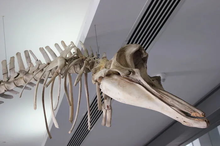 Für Geschichts- und Naturfans hat das maritime "Thalassa-Museum" in Agia Napa einiges zu bieten. Neben einem Walskelett und zahlreichen zoologischen Exponaten wird auch die Nachbildung eines griechischen Handelsschiffs aus der Zeit um 300 v. Ch. gezeigt.