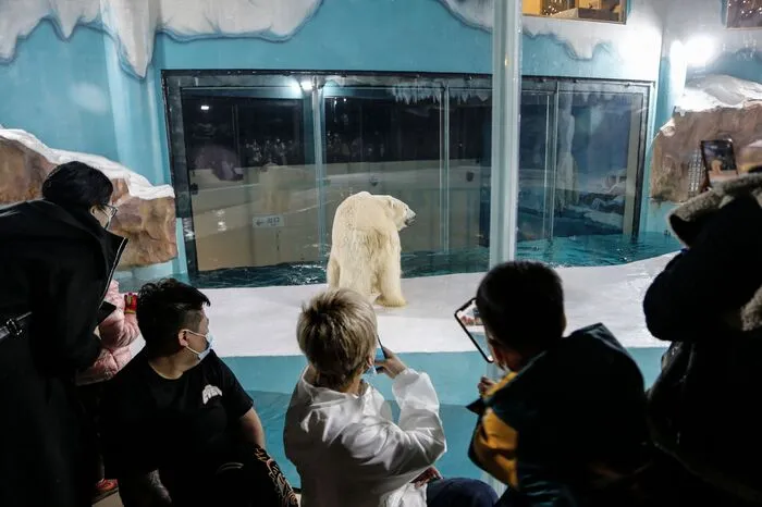Tierschützer sind entsetzt - ob des Zurschaustellens einer Spezies, die in freier Wildbahn hochbedroht ist.