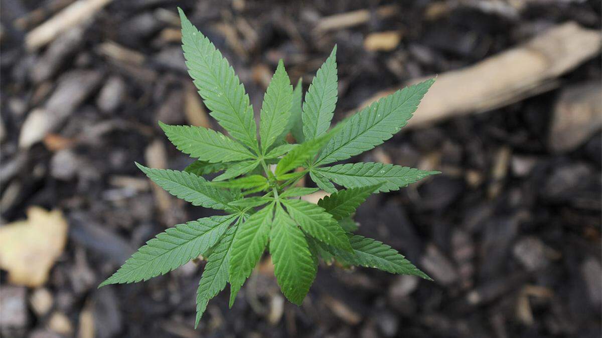 Der 42-Jährige nutzte den Strom des Pensionisten für seine legale Cannabisplantage