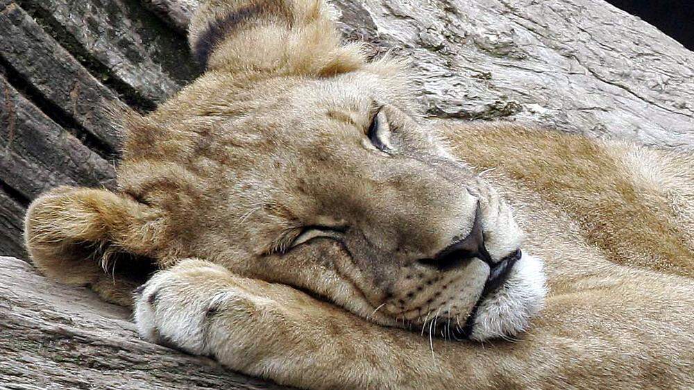Dieser Löwe im Zoo Hagenbeck schläft nur - Safo musste leider eingeschläfert werden