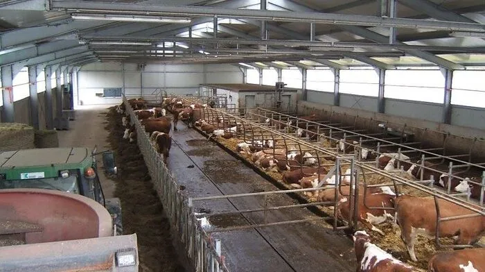 40 Kühe sind im Visier eines Tierquälers