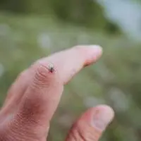 Zecken können FSME-Viren sowie Borrelien-Bakterien übertragen. Nun wurde auch das Alongshan-Virus nachgewiesen