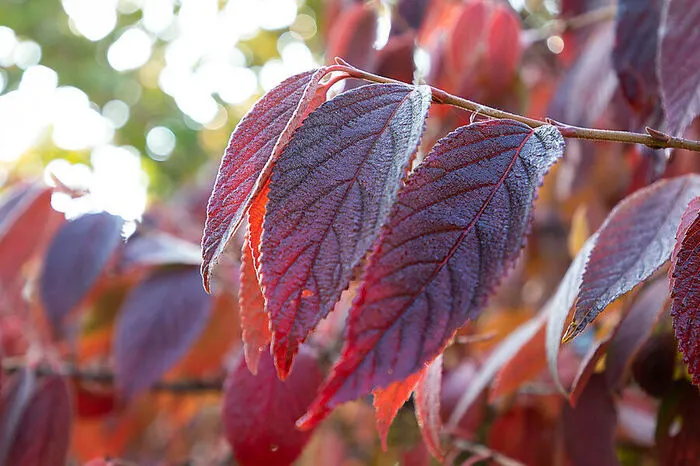 Nicht nur rote Blätter, auch die sogenannten Rindenfärber werden immer beliebter, weil sie den Garten auch in nebelverhangenen Wintern zum Leuchten bringen. Zu ihnen zählen der rotrindige Streifenahorn oder der rot- oder gelbrindige Hartriegel.