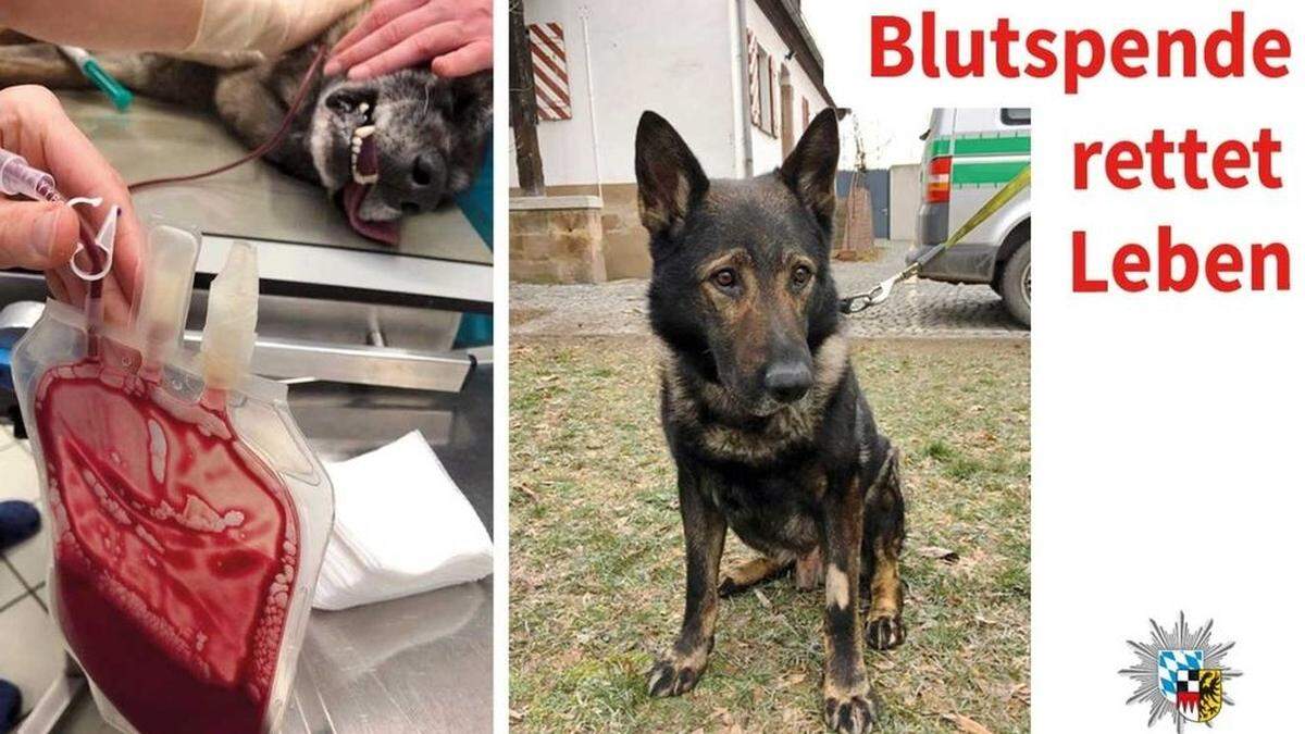 Polizeihund rettet Hundekollegen das Leben