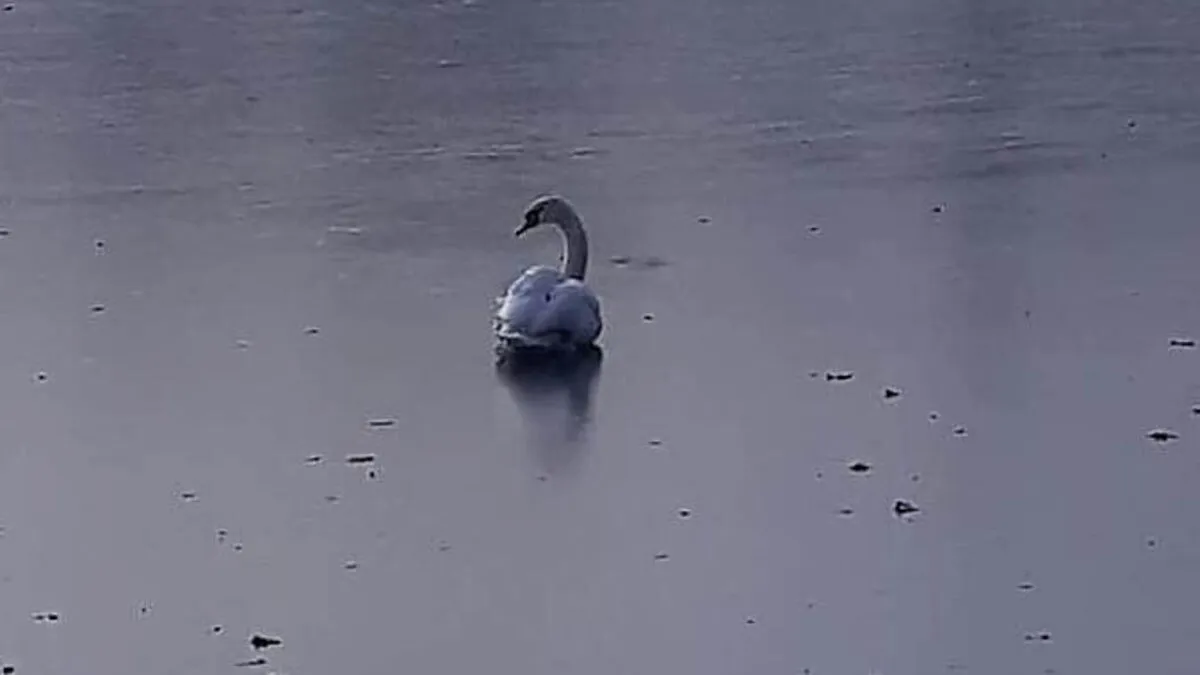 Als die Feuerwehr am Liebmannsee eintraf, war nur noch ein Schwan festgefroren