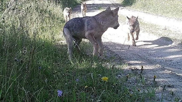 Auf dem Truppenübungsplatz Allentsteig (Niederösterreich) wurden die Wölfe entdeckt
