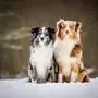 Unter anderem australische Schäferhunde soll die Grazerin unter unzureichenden Bedingungen gehalten und gezüchtet haben