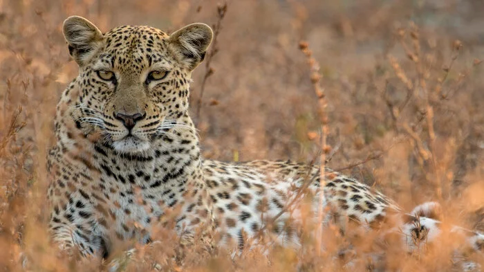 15 Quadratkilometer groß ist das Revier von Leopardin Malika in Sambia. Die Universum-Folge "Malika jagt – Abenteuer einer Leopardin" (4. Dezember, 20.15 Uhr, ORF 2) folgt ...