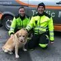 19 Hunde wurden seit Jahresbeginn 2018 bis jetzt auf den heimischen Autobahnen gerettet