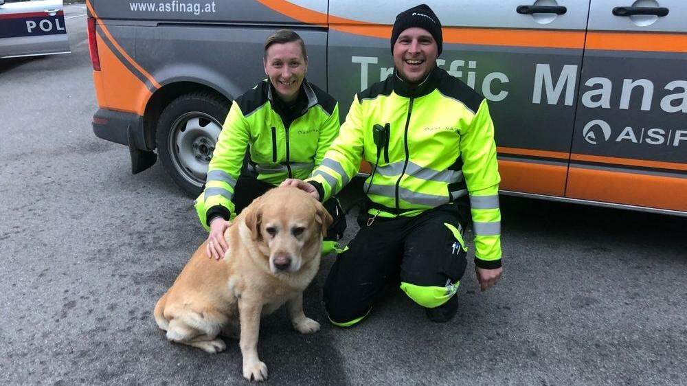 19 Hunde wurden seit Jahresbeginn 2018 bis jetzt auf den heimischen Autobahnen gerettet