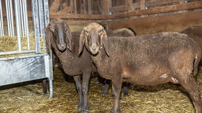 Schwarze Bergschafe sind die ersten tierischen Neuzugänge beim Naherholungsgebiet Lustbühel.