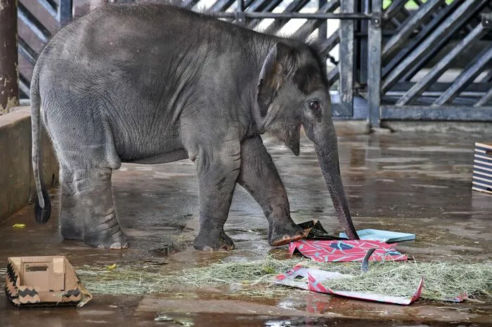 Asiatische Elefanten  (Elephas maximus) sind die zweitgrößten Landtiere der Erde.