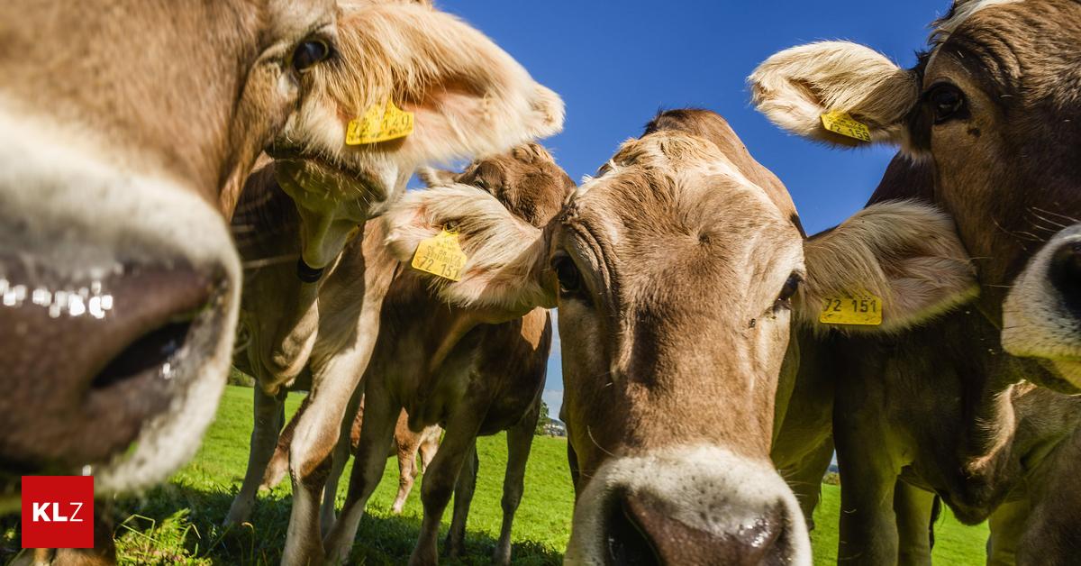 Cow broke woman's 22 bones: The Supreme Court has now ruled