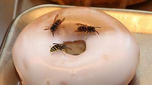   Die Feldkirchner Gastronomen haben aufgrund ihrer Süßigkeiten am meisten mit den Wespen zu kämpfen 