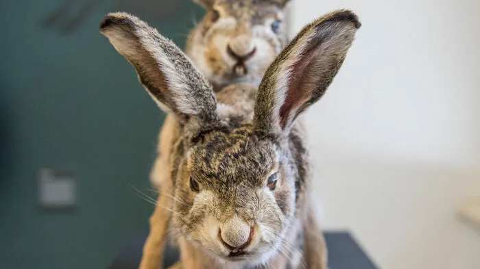 Der erste Blick in der Ausstellung fällt auf rammelnde Feldhasen.