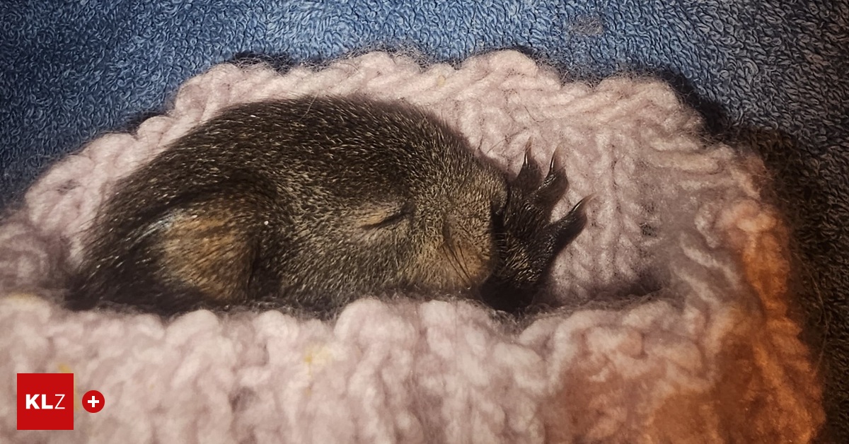 Best HD Pictures about  Eichhrnchen Babys Fttern  with No AI Images