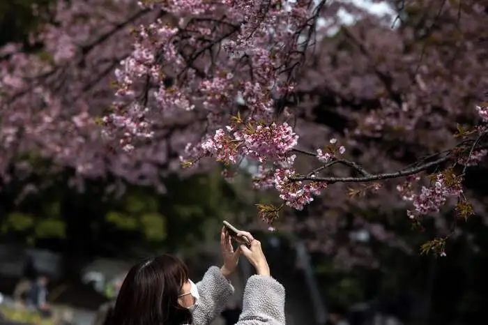 Die Gouverneurin der Hauptstadt bat jedoch die Bürger erneut, auf die traditionell feucht-fröhlichen Feiern beim "Hanami", der Blütenschau, zu verzichten.