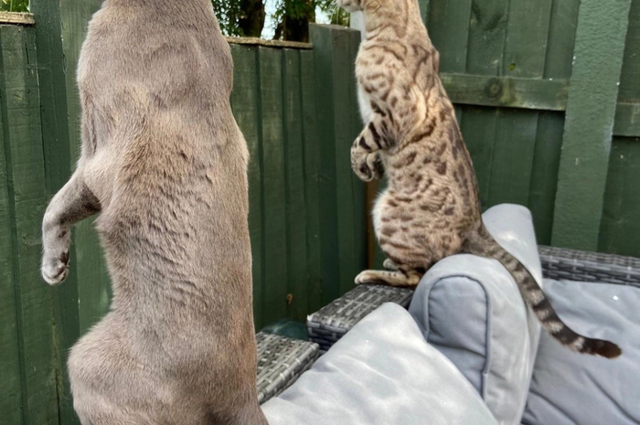 Das sind meine 2 Katzen während des Covid Lockdowns. Sie spionieren die Nachbarn aus, die gegen Regeln verstoßen!! „Benehmen wir uns wie Erdmännchen; Sie werden nie erfahren, dass wir es sind.  
Tier: Bluebell, ein Tonkinese und Simba, ein Schneebengal 
Aufnahmeort: in meinem Garten, Penkridge, Großbritannien 