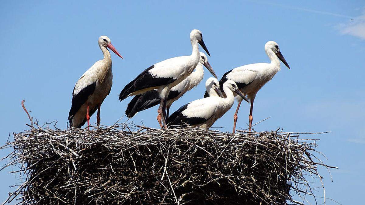 Bald werden die ersten Flugversuche gestartet, in wenigen Wochen fliegen die Jungstörche Richtung Süden