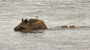 Tierische Überraschung in der Lagune von Grado