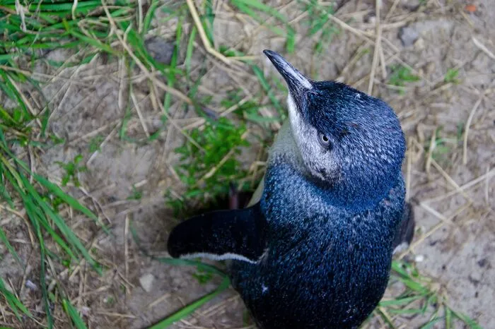 Pinguine sind leicht von allen anderen Vögeln zu unterscheiden und in herausragender Weise an das Leben im Meer und in den teilweise extremen Kältezonen der Erde angepasst.