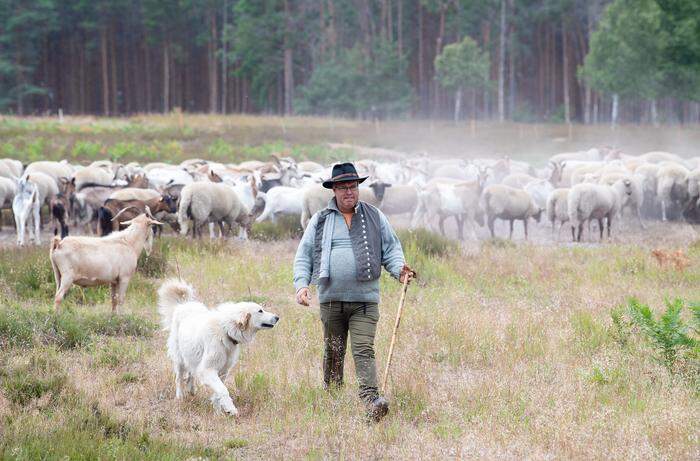Auch im deutschen Brandenburg werden Schafherden behirtet