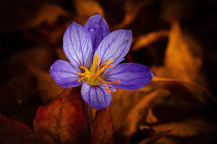 Bevor Sie sich zu früh freuen: Sie wurden nicht versehentlich in den Vorfrühling gebeamt, die Pflanze schaut dem Krokus nur ähnlich. Die Herbstzeitlose (Colchicum autumnale) blüht vom Spätsommer bis in den Herbst hinein. Jedoch erst im Frühling darauf bilden sich Blätter und Samen. Für Bärlauchpflücker kann des lebensgefährlich sein:Die Blätter ähneln jenen des Bärlauchs.