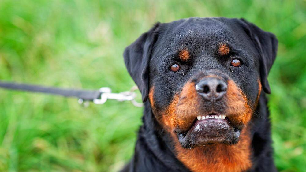 In Kärnten wurde ein Forderungspaket zur Hundehaltung verabschiedet