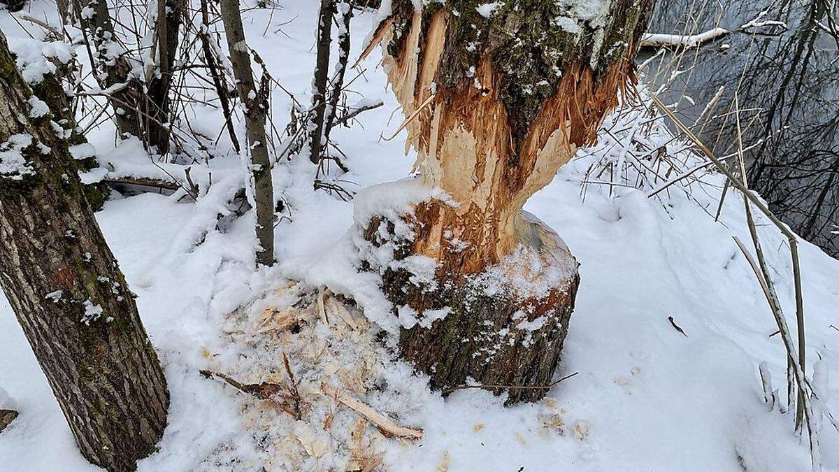 In Gaishorn haben die Biber bereits ganze Arbeit geleistet  