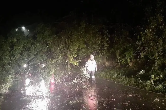 ... mit der Drehleiter der Berufsfeuerwehr Graz wurde der Baum entfernt.