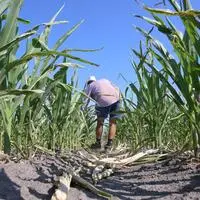 Die extreme Trockenheit und Hitze haben den Getreideanbau heuer stark belastet. Für den noch am Feld stehenden Mais wird ebenfalls eine unterdurchschnittliche Ernte erwartet.