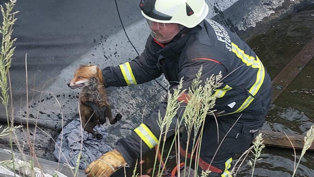 Feuerwehrmann Benedikt Strasser mit dem jungen Fuchs, der nach der Rettung gleich die Flucht antrat