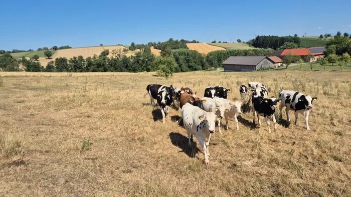 Die anhaltende Dürre setzt auch der Landwirtschaft und den Viehzüchtern zu