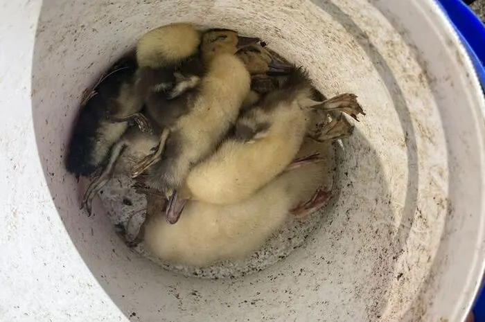 Nachbarn hatten zwei verendete Küken gefunden und die Tierrettung alarmiert.