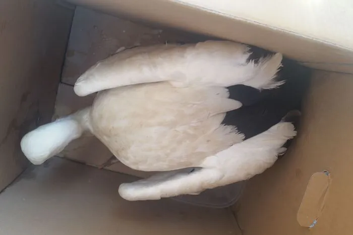 Am Anfang war der Storch ziemlich verschreckt.