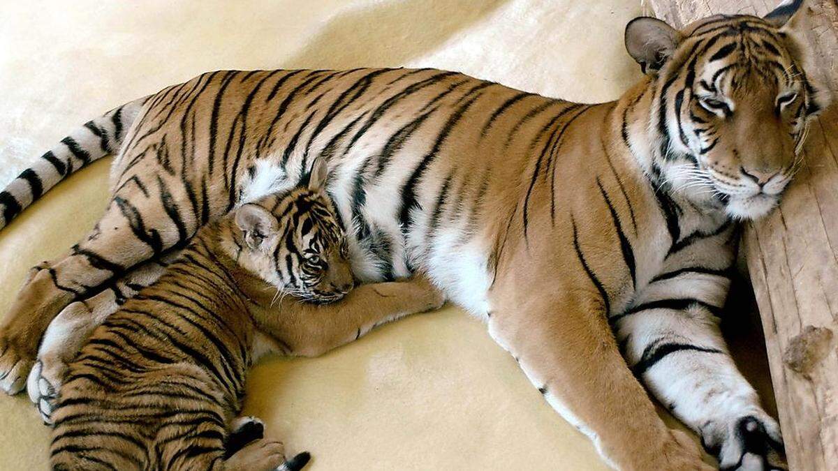 Der Indochina-Tiger, hier ein Exemplar im Bergzoo Halle (Saale).