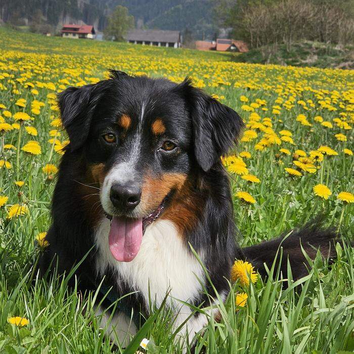 Blumenwiese | Inmitten einer Blumenwiese ruht sich Hund Felix ein wenig aus. 