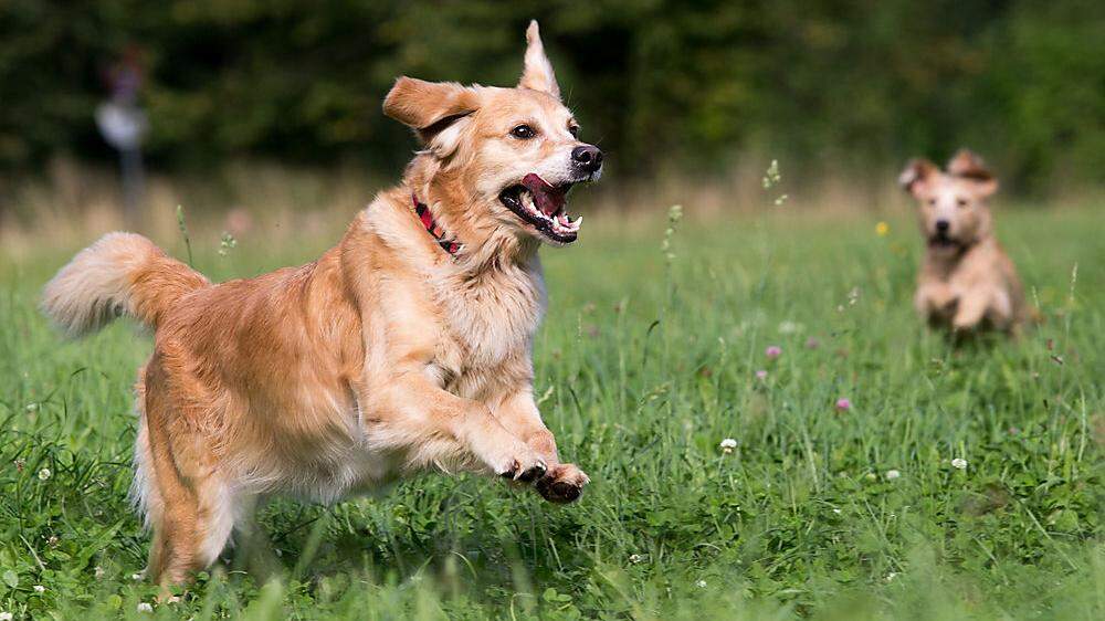 Nala und Idefix, die beiden Hunde von Claudia Sarrer, sind ebenfalls wahre Sportskanonen
