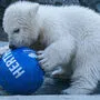 Die kleine Eisbärin im Tierpark Berlin heißt Hertha